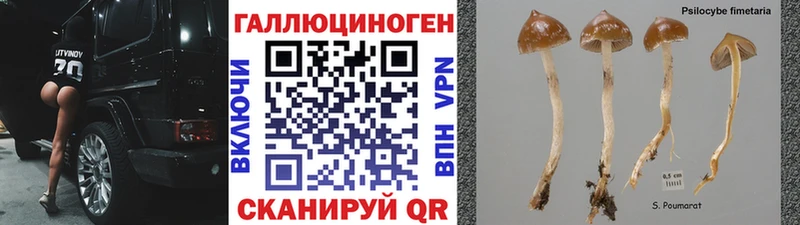 Галлюциногенные грибы Magic Shrooms  Купить где  Мещовск 